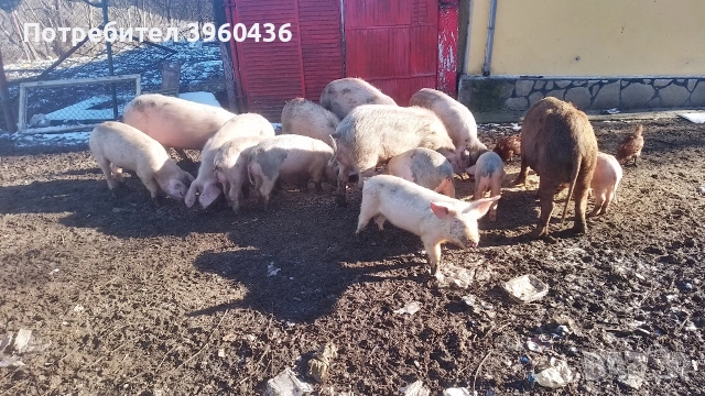 продавам прасета , снимка 4 - Прасета - 53193500