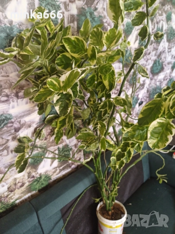 Голяма еуфобрия педилантус, снимка 3 - Стайни растения - 52545831