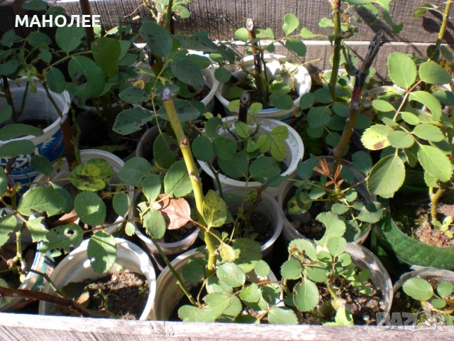 🌹🌹🎁🌹Катерлива роза - Трендафил🌹🌹🌹🎁🎁, снимка 3 - Градински цветя и растения - 52775886