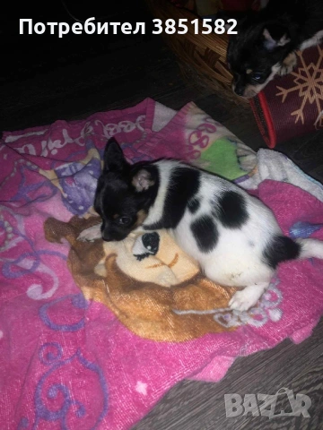 Чихуахуа -3 момчета , снимка 6 - Чихуахуа - 53118963