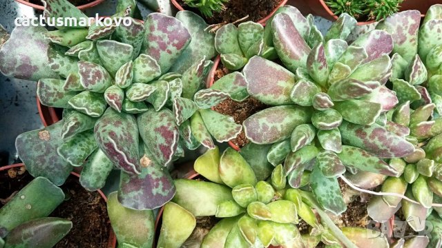 adromischus cooperi, снимка 1 - Стайни растения - 37245617