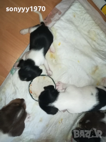 ПРОДАВАМЕ КУТРЕТА-ДЖАК РЪСЕЛ 250ЛВ ЗА 1БР 0309251809, снимка 11 - Джак ръсел териер - 51595617