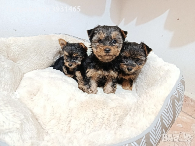 Йоркширски териер , снимка 2 - Йоркширски териер - 52470525