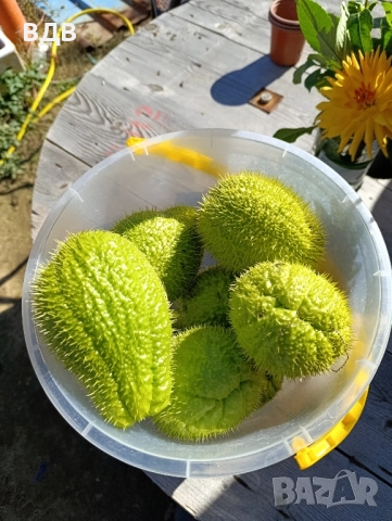 Чайот(мексиканка краставица)