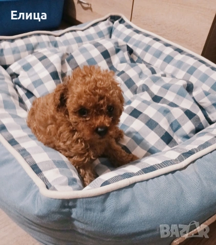 Пудел той момченце , снимка 3 - Пудели - 51622611