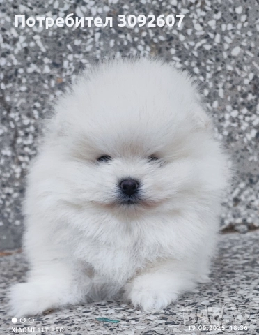 Померан момче , снимка 3 - Померан - 51806381