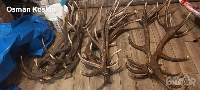 Еленови рога... 20 евро кг. , снимка 3 - Ножове - 53567929