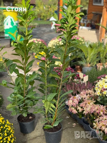 Вечнозена лавровишна