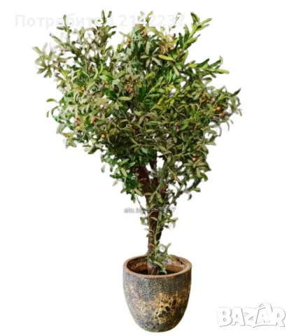 Изкуствено маслиново дръвче, снимка 7 - Изкуствени цветя - 47379367