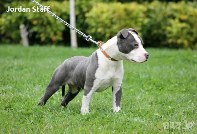 *Американски Стафордшир Териер бебета с FCI родословие- Jordan Staff Kennel*