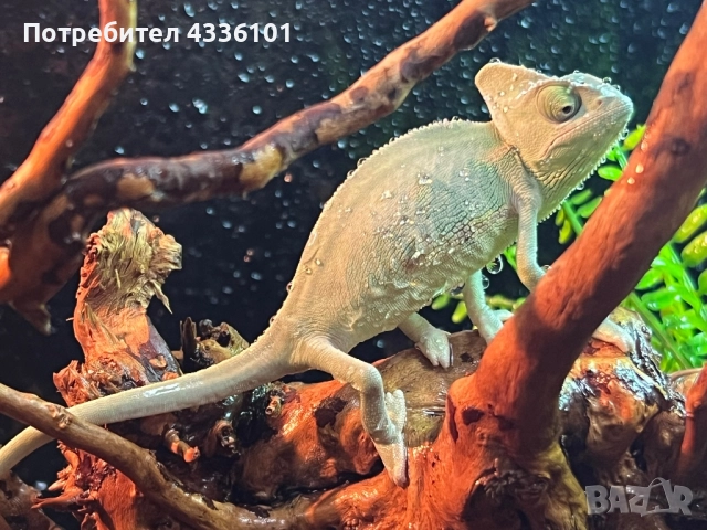 Продавам йеменски хамелеон (Chamaeleon calyptratus), снимка 1
