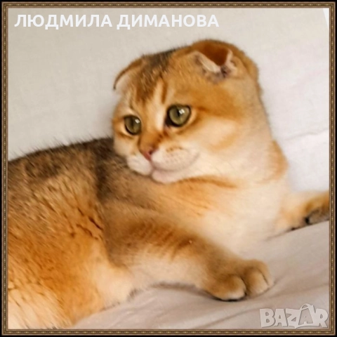 Шотландско мраморно момиче с родословие., снимка 5 - Британска късокосместа - 52405148