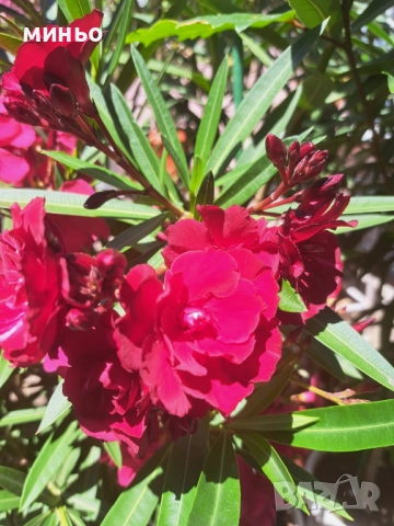 продавам  зокум, снимка 10 - Градински цветя и растения - 51705590