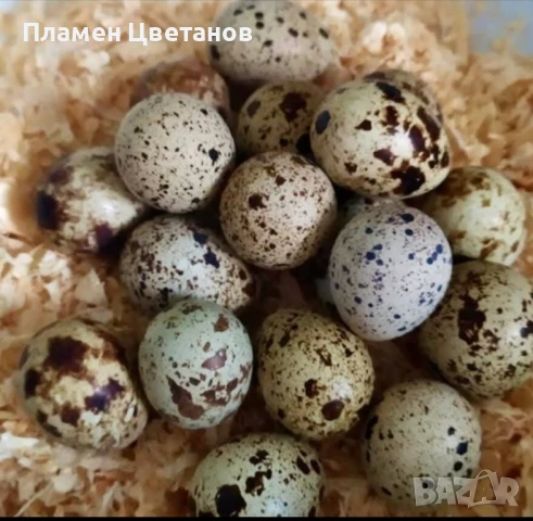 Оплодени пьдпьдьчи яйца , снимка 3 - други­ - 51181825