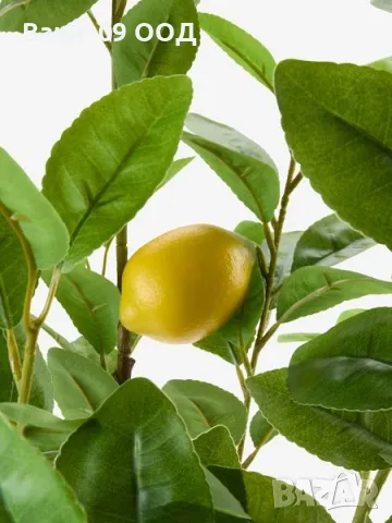 Изкуствено лимоново дръвче, снимка 4 - Декорация за дома - 50312760