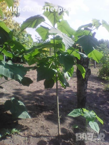 Продава пауловния томентоса