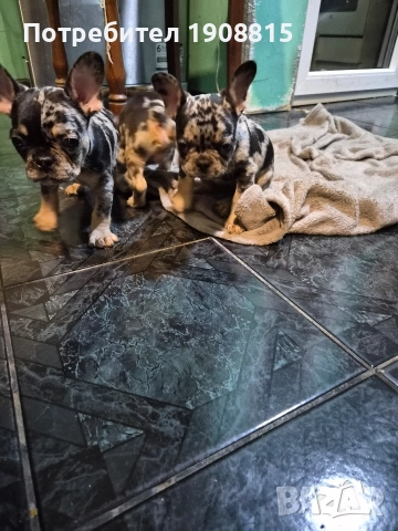 френски булдог, снимка 3 - Френски булдог - 52961560