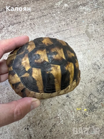 Костенурка черупка 