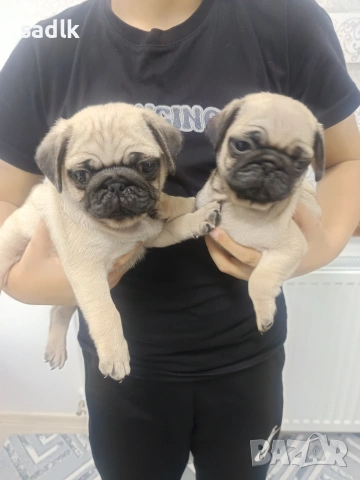 ЕЛИТНИ МОПСЧЕТА 