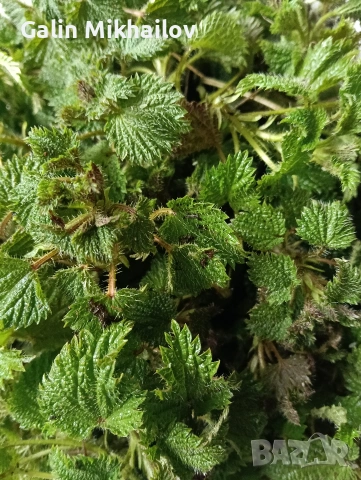 Коприва свежи пресни листа