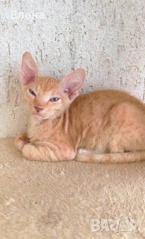 БРАШ с родословието на Донски сфинкс мъжки, снимка 6 - Сфинксове - 52281360