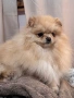Померани , снимка 17