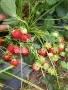Предлагаме разсад ягоди, снимка 4