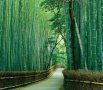 100 броя бамбукови семена от декоративен бамбук Moso Bamboo зелен МОСО БАМБО за декорация и украса b, снимка 11