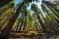 Нови Екзотични 15 семена от гигантска секвоя мамутово дърво sequoiadendron giganteum за декорация, снимка 18