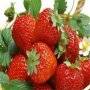 100 гигантски ягодови семена от плод ягода ягоди органични плодови ягодови семена от вкусни ягоди от, снимка 4