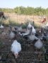 Млади гъски, снимка 1 - За птици - 43390119