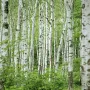Бяла бреза (Betula pendula), снимка 4