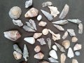 Колекция 45бр рапани и миди, снимка 3