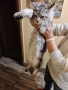 Мъжки мейн куун котенца , снимка 5