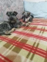 Мини шнауцер , снимка 17