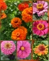 Семена за едногодишни цветя , снимка 16