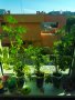 Индрише, лезетра големи растения и разсад, снимка 8