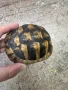 Костенурка черупка , снимка 1