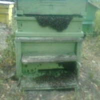  Чист истински  пчелен мед на едро и дребно в София!, снимка 2 - Пчелни продукти - 4481491