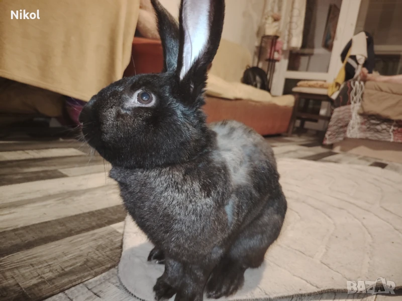 Мъжко зайче за осиновяване , снимка 1