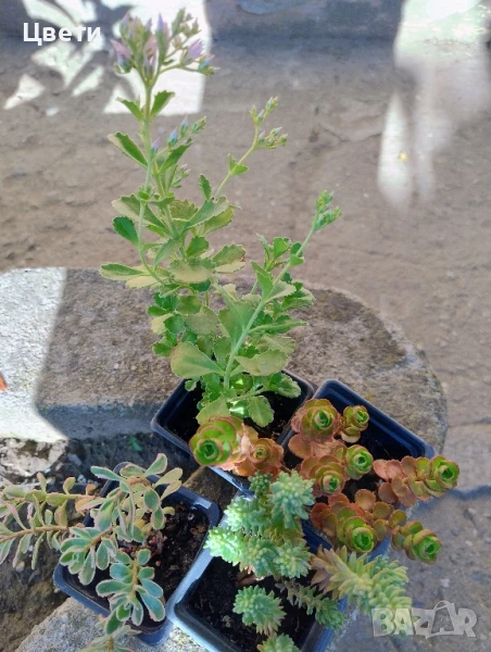 Продавам комплект седуми, снимка 1