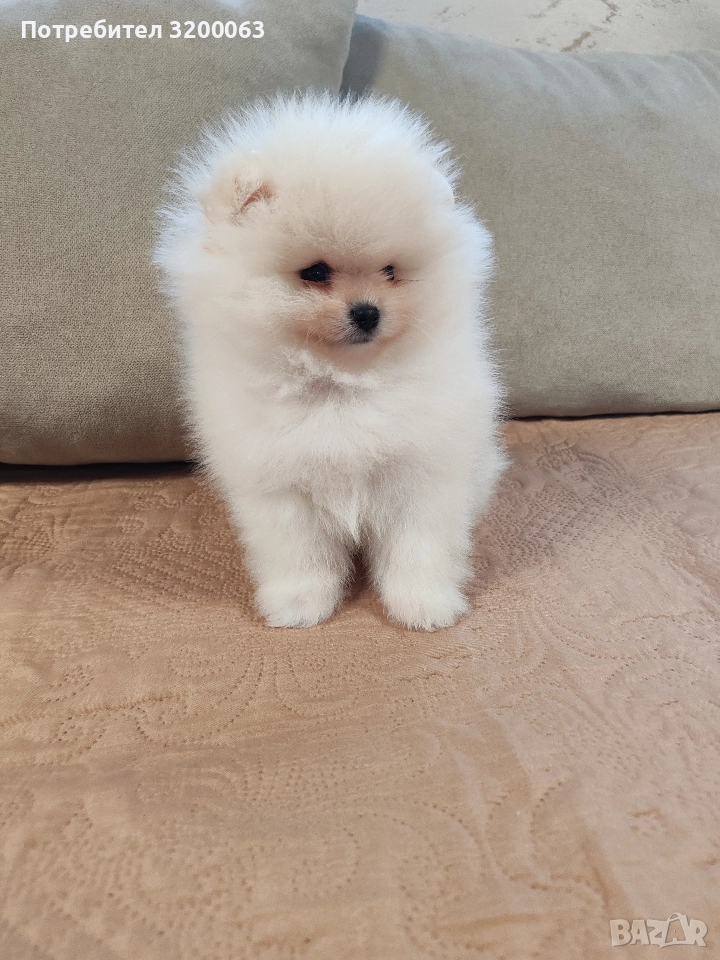 Померан мини мъжко , снимка 1