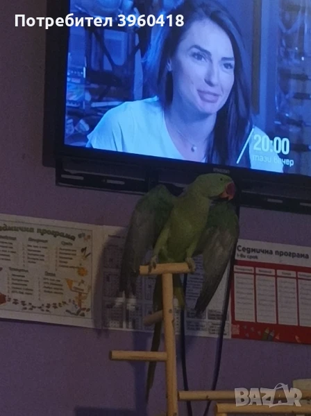 Голям александър полу социален , снимка 1