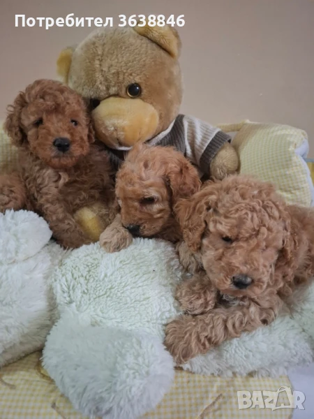 Мини пудел, снимка 1