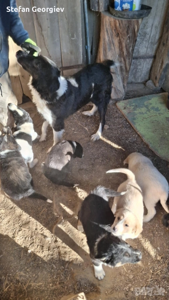 Подаряват се кученца на два месеца, снимка 1