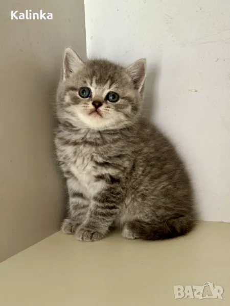 Британски табита, снимка 1