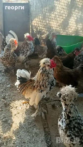 струмски бантам, снимка 1