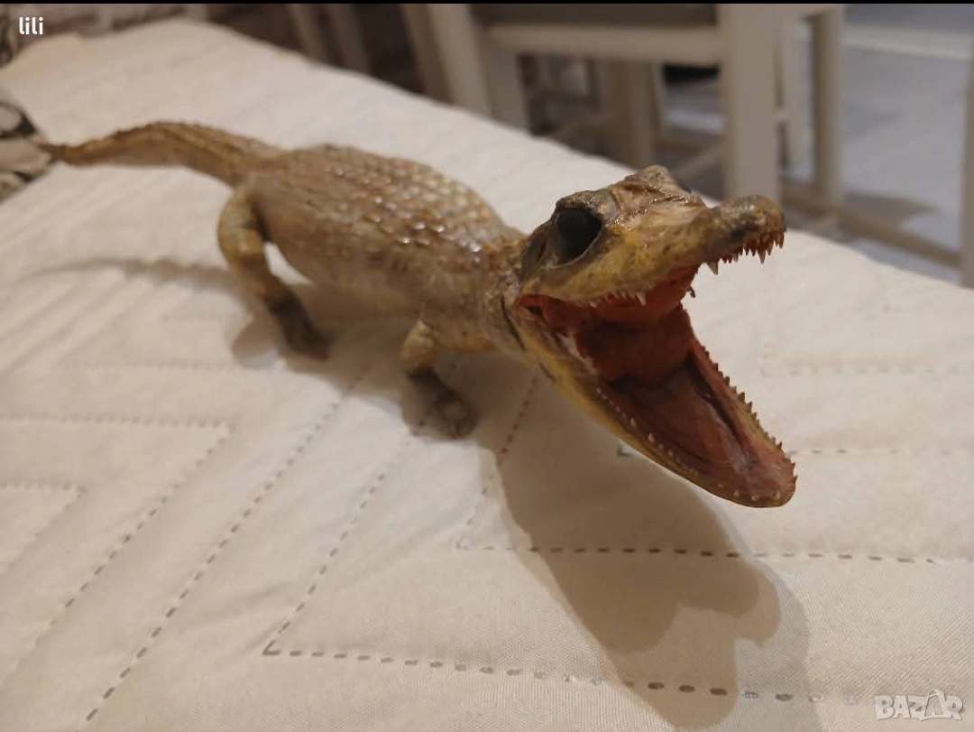 препарирано крокодилче 40 см , снимка 1
