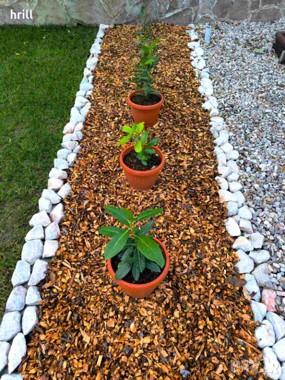 Натурален мулч череша, снимка 1