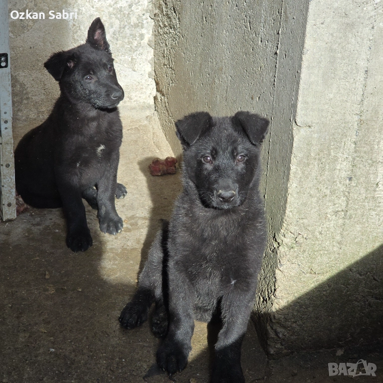 Канадски вълк, снимка 1